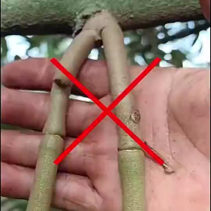 [SALE 50%]POC BOOSTER DURIAN  Fruiting Fertilizer  Fast Fruit Booster  Increases Fruit Yield