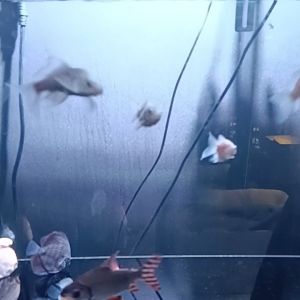 Shortbody Butterfly Platinum Koi/Offer!!