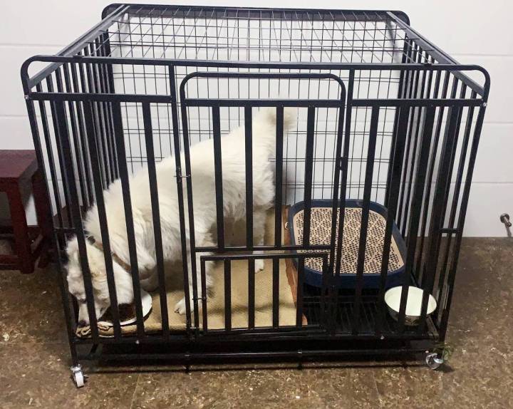 Bonsi Heavy Duty Dog Crate 44inch Strong Metal Dog Cage Dog Kennels for