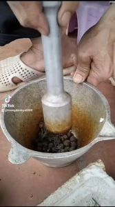 quả giống hoàng đàn tuyết lạng sơn chuẩn giống hoàng đàn đỏ nguồn gốc hữu liên hữu lũng lạng sơn