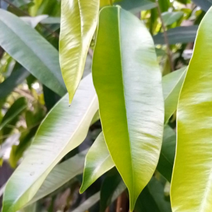 Daun Gaharu Obat Segala Macam penyakit (100 Gram) Herbal Kangker Stoke