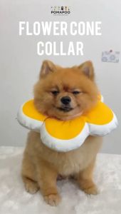 POMAPOO - Pelindung Leher Kucing dan Anjing Flower Cone Collar
