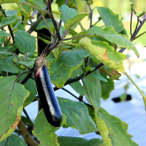 Long Purple Eggplant Hybrid Seeds – High Yield Variety – Easy to Grow Vegetable Seeds – GreenSoil