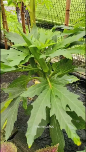 Biji Benih Bendi Baby Bubba Dwarf Okra Seeds 10pcs Ladies Finger Seed Vegetable Vege