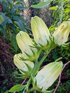 กระเจี๊ยบขาวจัมโบ้ 120 เมล็ด(สำหรับปลูก)