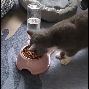 ชามอาหารสัตว์เลี้ยง กันหก มีถาดรองใหญ่ ชามน้ำอาหาร พร้อมที่ให้น้ำอัตโนมัติ ชามสแตนเลส ชามข้าวแมว ที่ดีที่สุด