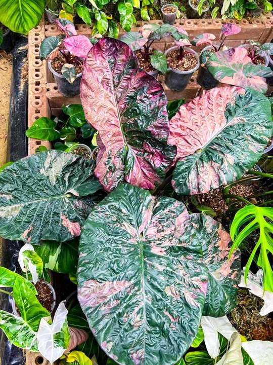 บอนดำด่างชมพู (Alocasia serendipity variegated ) ส่งแบบข้อตาชำ ...