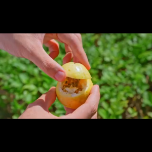 CHI Forest Sparkling Water Bebas Gula Lychee Fizzy 330ml - Minuman Soda Rasa Lychee