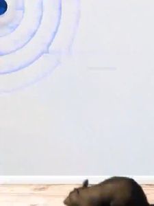 เครื่องไล่หนู 2024 ที่ไล่หนูไฟฟ้า 10000 เมตา ไม่มีหนู กำจัดกิ้งก่า แมลงสาบ ยุง ค้างคาว ปลวก มด อย่างถาวร การกำจัดหนู เสียบไล่หนู เสียบปลั๊กไล่หนู เสียบดักหนู กรงดักหนู ยาดักหนู กันหนู