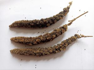 Jewawut Hitam tangkai pakan Alami burung dan hamster