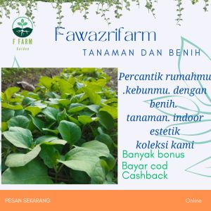 benih terong lalab bundar  siap tanam paket mini 20 batang