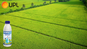 ( UPL ) KASUMIN 2SL (400ML) - CHUYÊN GIA TRỊ KHUẨN XANH CÂY ĐẸP QUẢ - Hàng Hiệu Chính Hãng