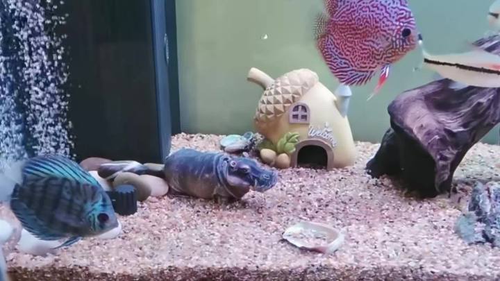 Fish Tank Bubbler Decorations Aquarium Ornament Kit with Air Stone Pump - Hippo Aquarium Decor (9.8ft Tube)