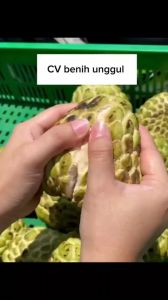 Bibit Srikaya Jumbo Hasil Okulasi Siap Berbuah
