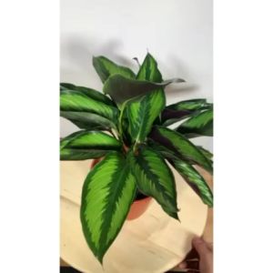 [Live Plant] CVF Calathea Beauty Star