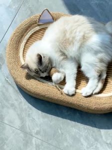 【ForeverBest】ที่ลับเล็บแมว 3in1 ของเล่นแมว ที่นอนกระดาษแข็ง ทนต่อการสึกหรอ ขนาดใหญ่พิเศษ 60cm ที่นอนแมว