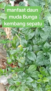 Daun Kembang Sepatu Segar 100Gr - Obat Gondongan Segar Di Petik Dadakan