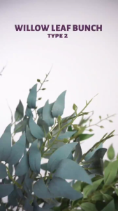 MH - Daun Willow Artificial 5 Cabang Wilow Leaf Plastik Ruskus Uang Eukaliptus Untuk Dekorasi