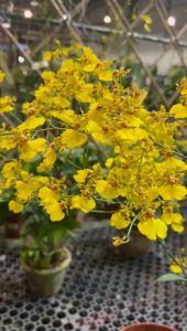 Buy Beautiful Dendrobium Orchids Best Plants for Home and Gifts. Easy Maintenance. (Shipping  - $10 is included in the price)