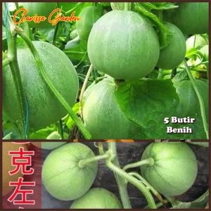 5 BUTIR BIJI | BENIH TANAMAN MELON HIJAU JEPANG