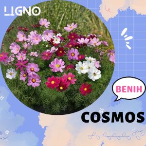Benih COSMOS SONATA (isi-5) - Biji Bunga