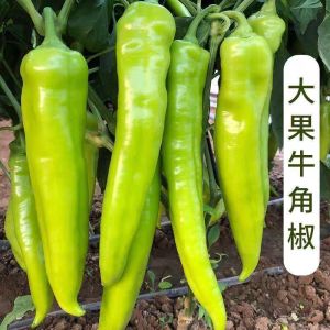 🌱10 Biji Benih🌱Lada Cili Hijau Besar 牛角青椒种子