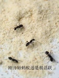 Racun Semut Mie Ji Qing: Solusi Aman & Efektif