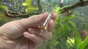 Vi sinh bể cá Prodibio BioDigest | Biotim | Start Up làm trong nước hồ thuỷ sinh hồ tép