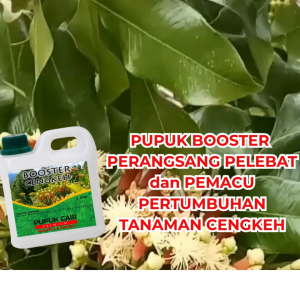 Pupuk Cengkeh 1 liter Booster Cengkeh Cepat Berbunga Berbuah Lebat panen melimpah