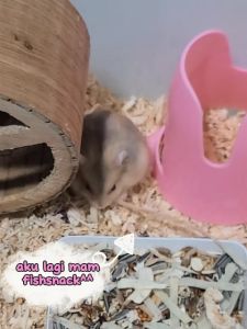 Fish Snack Jumbo RESELLER Harga Murah Snack Hamster Sugar Glider