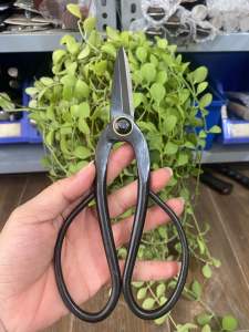 Kéo tỉa cành Oakasa nhật bãi thép đen