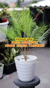 Pot Bunga Tanaman Tinggi Lovenia Mado Pirus 32 Putih - MADO PIRUS PTM 1132