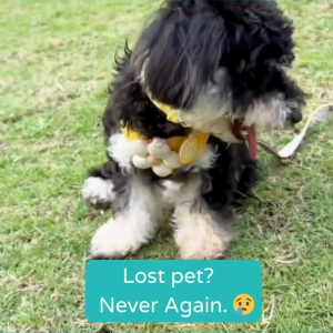 LinkyPet Tag - NFC & QR Code Smart Pet ID | Lightweight Waterproof Dog Tag | Online Profile