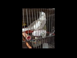 Magnifica Volcanic Nail & Beak Grinding Toy Perch Stand for Birds