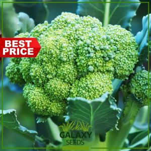 "GalaxySeeds" Italian Broccoli Seeds for Planting Vegetable Plants (20 Seed) Incl. fertilizer - Itali Brokoli Plant