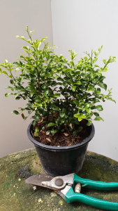 ต้นแก้วแคระ พวงมณี กระถาง 6นิ้ว ต้นแก้วพวงมณี ต้นแก้ว