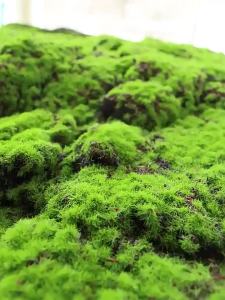 Simulation Artificial Moss False Grass Carpet Bionic Lawn Paving Accessory DIY Micro Landscape Decor for Bonsai Indoor Outdoor