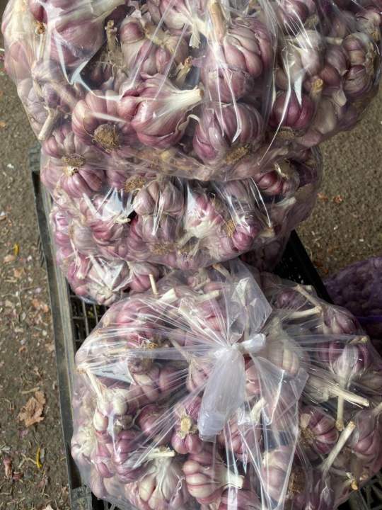 (Mi%E1%BB%85n%20ph%C3%AD%20ship%20100%25)%20#1Kg%20t%E1%BB%8Fi%20t%C3%ADm%20%C4%91%C3%A0%20l%E1%BA%A1t%20th%C6%A1m%20ngon,%C4%91%E1%BA%A1t%20chu%E1%BA%A9n%20lo%E1%BA%A1i%201(t%E1%BB%8Fi%20c%C3%B4%20%C4%91%C6%A1n,t%E1%BB%8Fi%20l%C3%BD%20s%C6%A1n,t%E1%BB%8Fi%20t%C3%ADm,h%C3%A0nh%20t%C3%ADm%20l%C3%BD%20s%C6%A1n,h%C3%A0nh%20t%C3%ADm%20phan%20rang,h%C3%A0nh%20t%C3%ADm%20%E1%BA%A5n%20%C4%91%E1%BB%99%20-%20Image%202