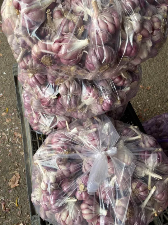 (Mi%E1%BB%85n%20ph%C3%AD%20ship%20100%25)%20#1Kg%20t%E1%BB%8Fi%20t%C3%ADm%20%C4%91%C3%A0%20l%E1%BA%A1t%20th%C6%A1m%20ngon,%C4%91%E1%BA%A1t%20chu%E1%BA%A9n%20lo%E1%BA%A1i%201(t%E1%BB%8Fi%20c%C3%B4%20%C4%91%C6%A1n,t%E1%BB%8Fi%20l%C3%BD%20s%C6%A1n,t%E1%BB%8Fi%20t%C3%ADm,h%C3%A0nh%20t%C3%ADm%20l%C3%BD%20s%C6%A1n,h%C3%A0nh%20t%C3%ADm%20phan%20rang,h%C3%A0nh%20t%C3%ADm%20%E1%BA%A5n%20%C4%91%E1%BB%99%20-%20Image%202