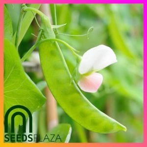 SeedsPLAZA™ - Snow Peas F1 Hybrid Seeds for Planting Vegetable Plants (10 Seed) + Instructions for Chinese Peas