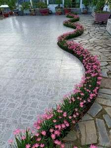 20 củ huệ hồng