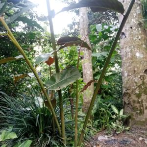 kecombrang merah asli 500grm