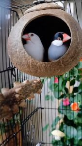 Wooden Bird house Coconut shell bird nest Love birds nest house for finch parakeet cockatiel