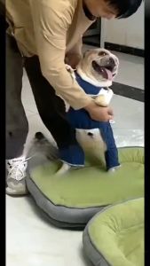 L-2XL Big Dog Bed เบาะรองนอนล้างทำความสะอาดได้สำหรับสุนัขแมวอุปกรณ์สัตว์เลี้ยงเตียงสบายสำหรับสุนัขขนาดกลาง