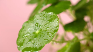 MBB - NƯỚC TẨY TRANG BLISSBERRY GLOWY SKIN COOLING MICELLAR WATER