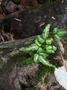 蕨类微景观苔藓盆景专用水陆雨林缸假山造景绿植耐阴湿观叶植物
