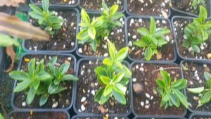 Chậu cây hoàng kim mini làm tiểu cảnh terrarium bán cạn