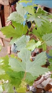 BIBIT ANGGUR IMPORT GIOVANI HASIL GRAFTING BISA COD