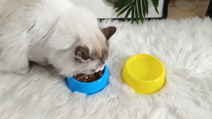 ชามอาหารสัตว์เลี้ยง (เดี่ยว) - สีลูกอม พลาสติกน้ำหนักเบา สำหรับแมว/สุนัข ส่งฟรี ราคาถูก CW78