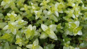Bacopa Caroliniana Colorata(pink)粉红虎耳-Emerge水上叶/Aquatic plant/Tumbuhan Akuatik